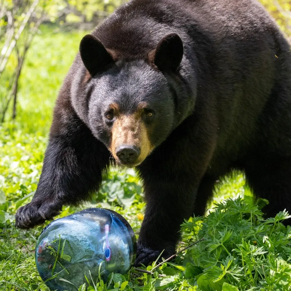 BearVault 450