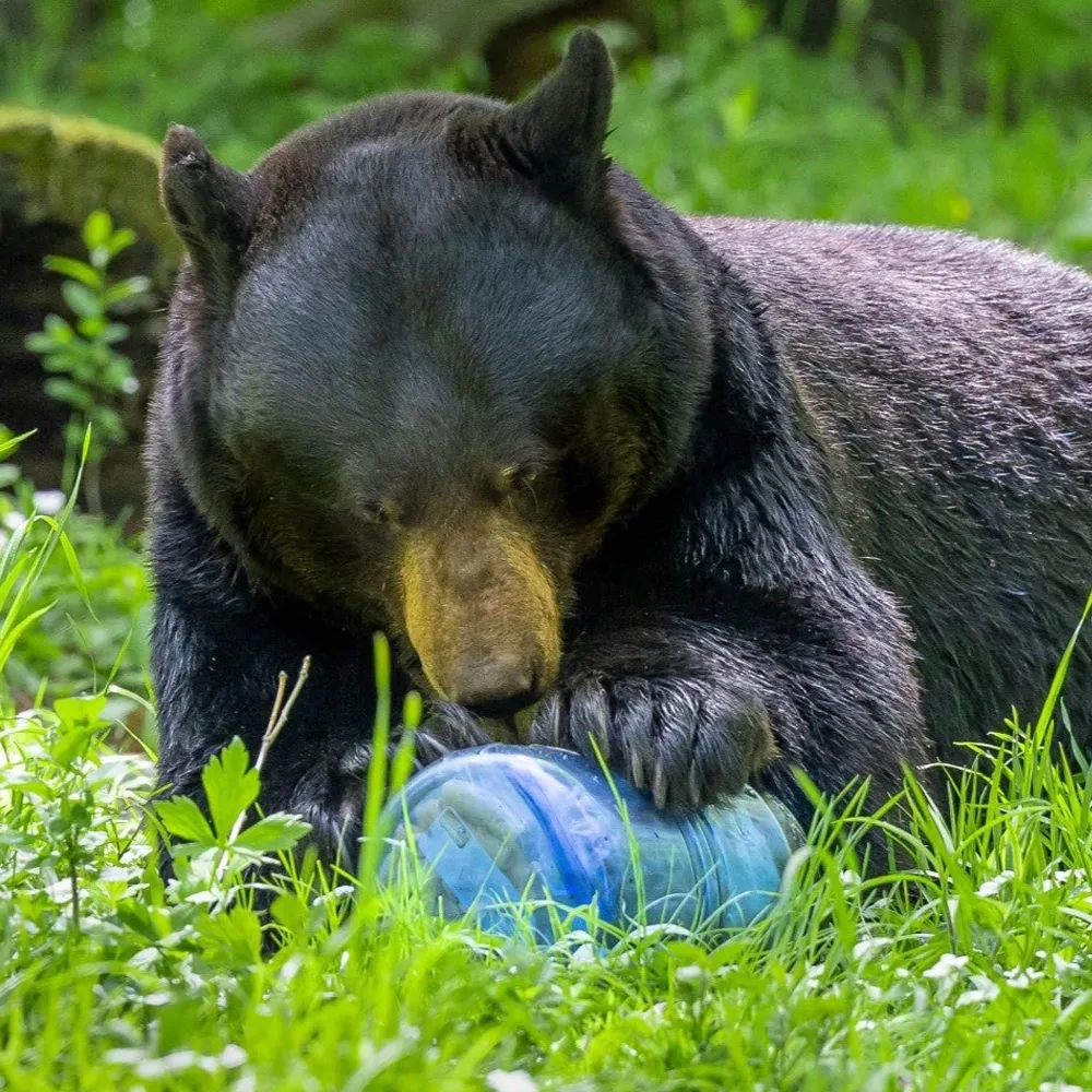 BearVault 475