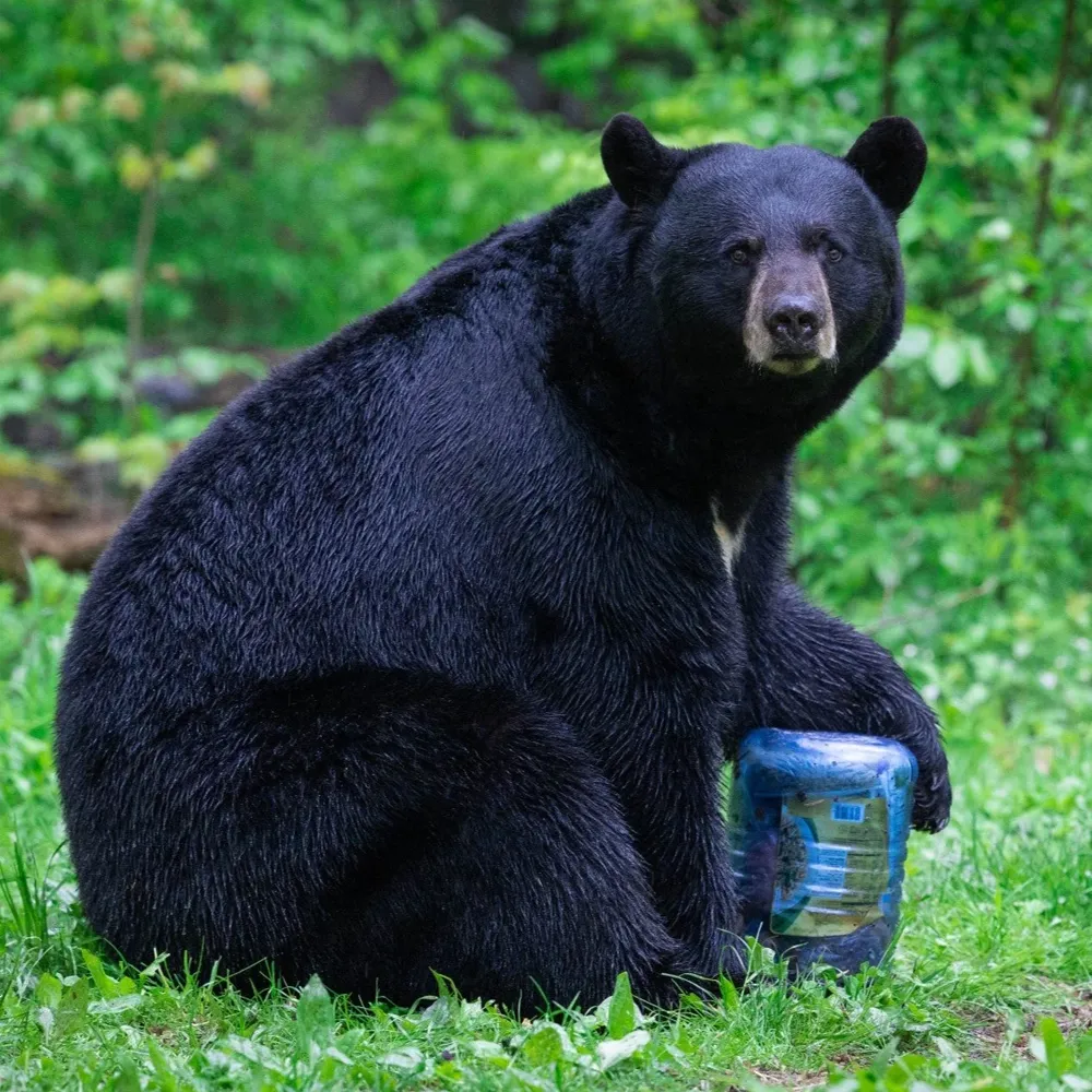 BearVault 500